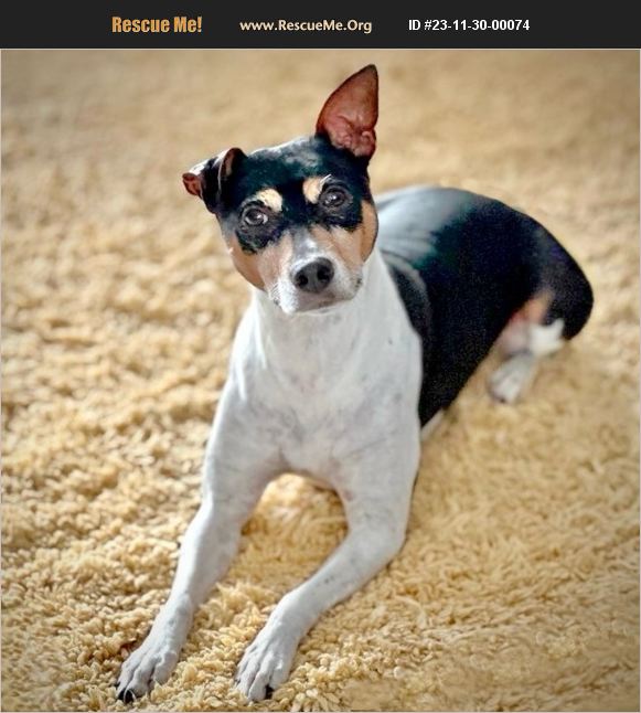 ADOPT 23113000074 Rat Terrier Rescue Pompano Beach, FL