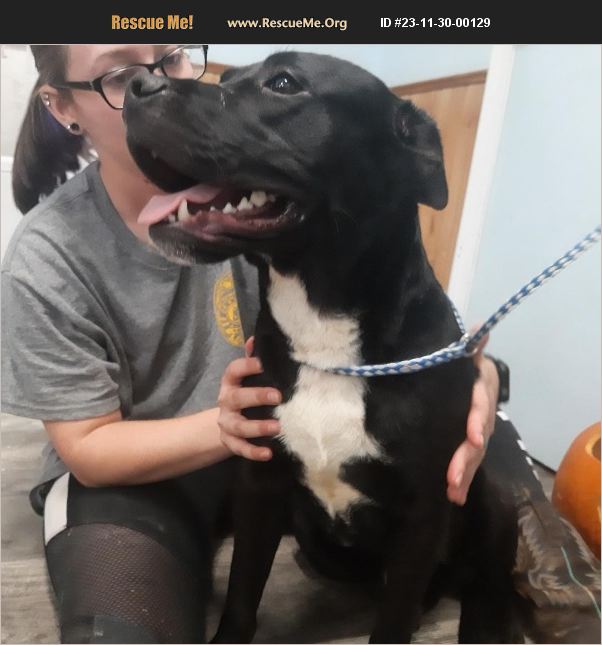 ADOPT 23113000129 Pit Bull Rescue Nashville, IL