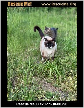 Cats for Adoption Near Washington, WA