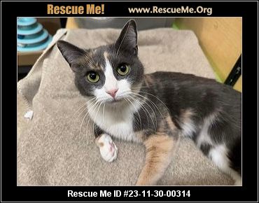 - New Jersey Cat Rescue - ADOPTIONS - Rescue Me!