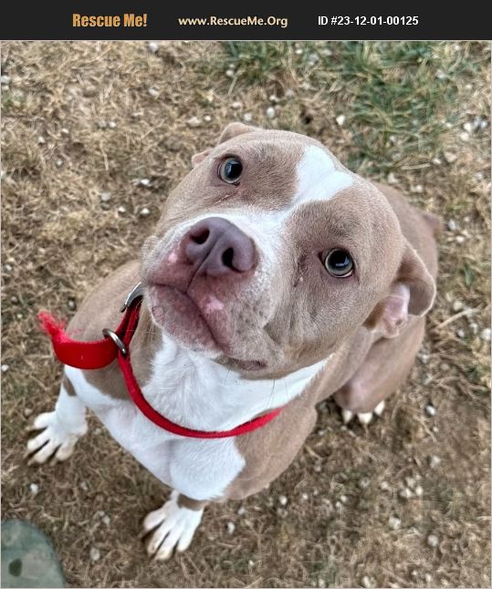 ADOPT 23120100125 Pit Bull Rescue cambridge, OH