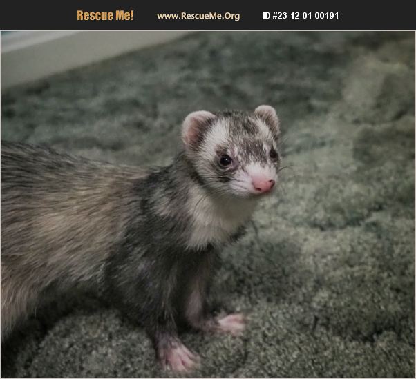 ADOPT 23120100191 Small Mammal Rescue Windham County, VT