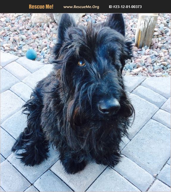 ADOPT 23120100373 Scottish Terrier Rescue Lake Havasu City, AZ