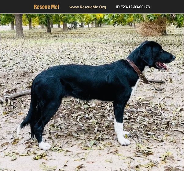 ADOPT 23120300173 Border Collie Rescue Las cruces, NM