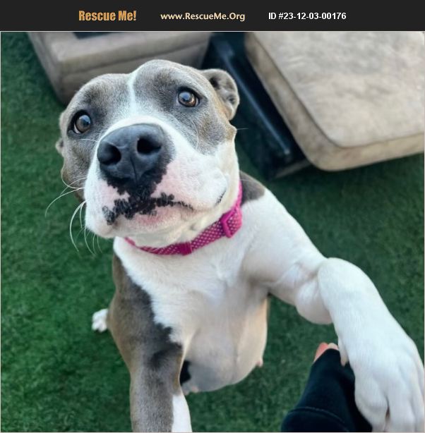 ADOPT 23120300176 Pit Bull Rescue Queen Creek, AZ