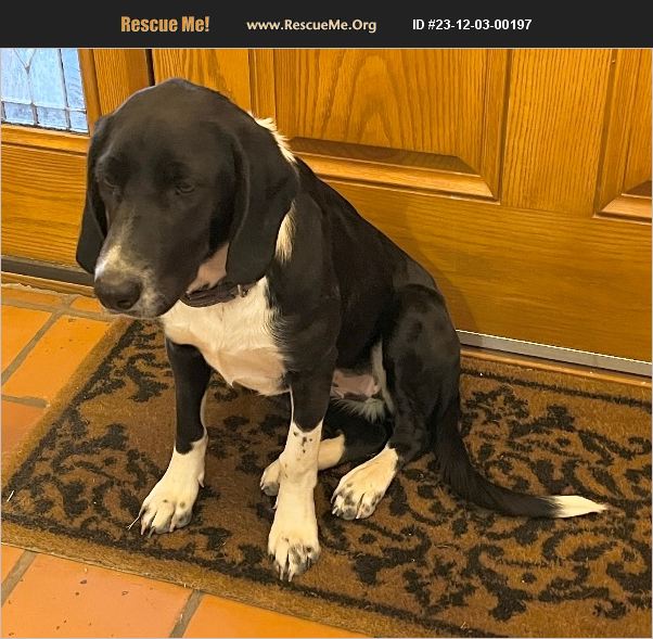 ADOPT 23120300197 Border Collie Rescue Las cruces, NM