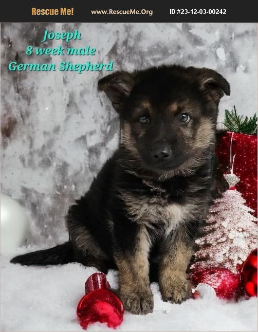 Adopt German Shepherd Rescue Marengo Il