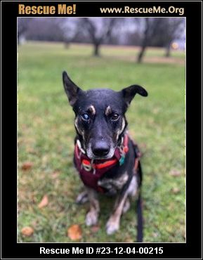 Dog for adoption - Hachi, an Australian Cattle Dog / Blue Heeler Mix in  Portland, OR