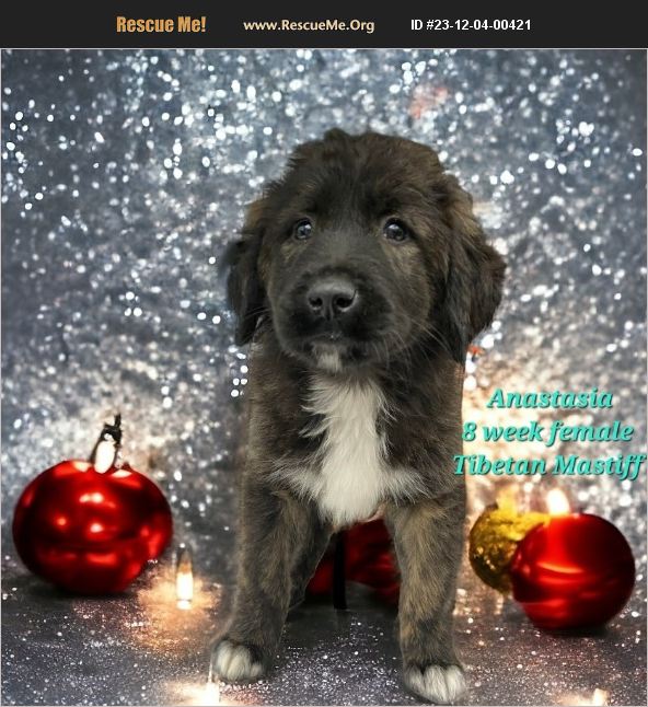 ADOPT 23120400421 Tibetan Mastiff Rescue Marengo, IL