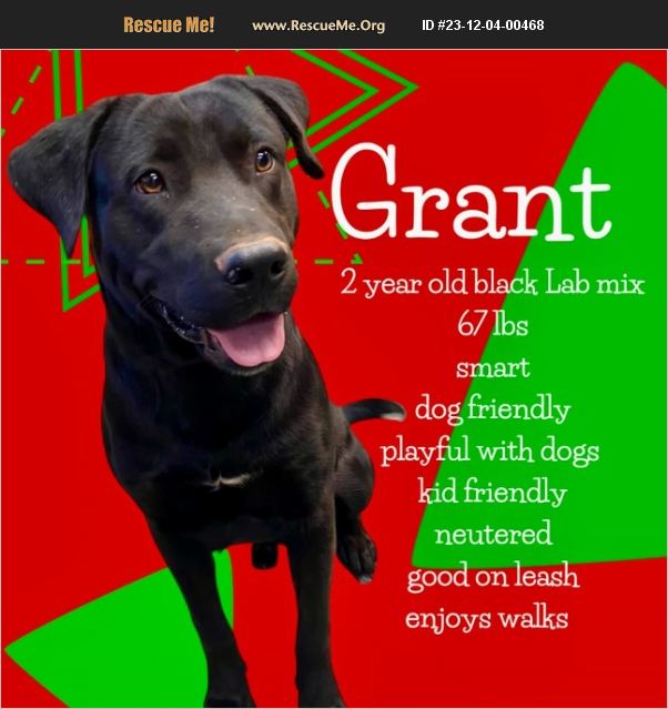 ADOPT 23120400468 Lab Rescue Bethel, CT