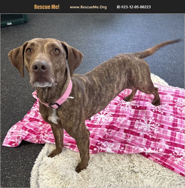 ADOPT 23120500223 Vizsla Rescue Battle Creek, MI