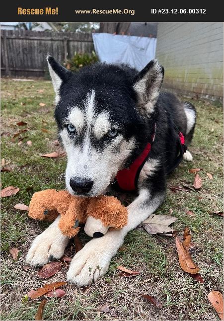 Adopt Siberian Husky Rescue Salem Nh