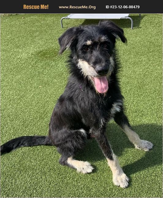 ADOPT 23120600479 Irish Wolfhound Rescue Carroll County, NH