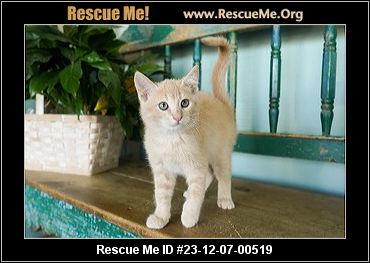 Cats for Adoption Near San Antonio, TX