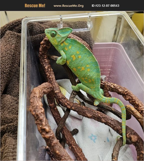 ADOPT 23120700543 Reptile/Amphibian Rescue Lexington, KY