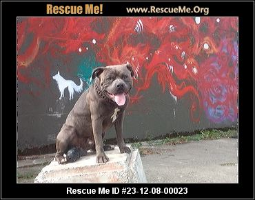 Dog for adoption - BULLY, an English Bulldog Mix in Bonney Lake, WA