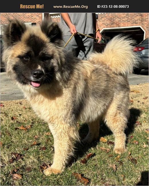 ADOPT 23120800073 ~ Akita Rescue ~ Lawrenceville, GA