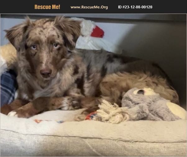 ADOPT 23120800128 Australian Shepherd Rescue Lexington, KY
