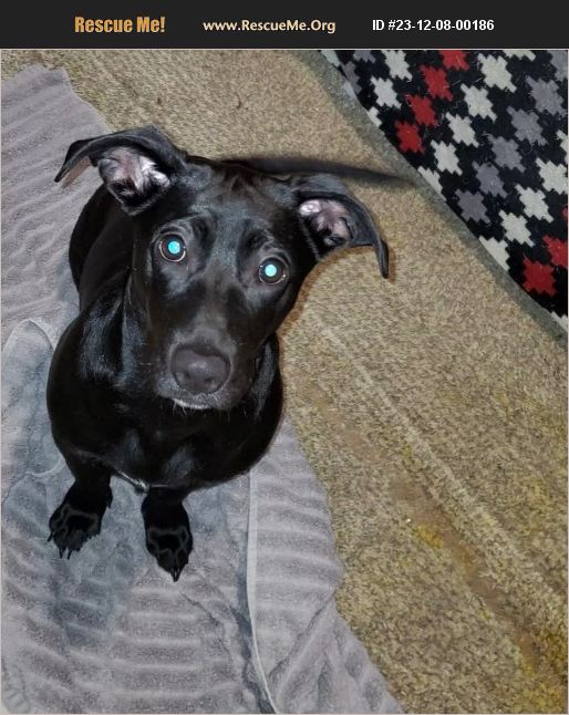 ADOPT 23120800186 Lab Rescue Lafayette, LA