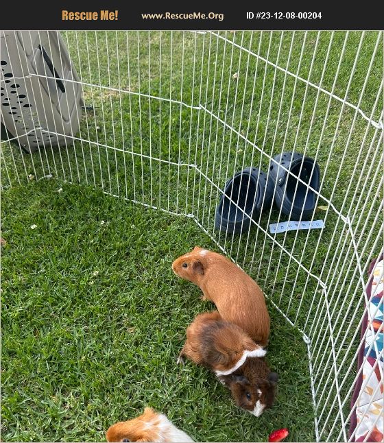 ADOPT 23120800204 Small Mammal Rescue Pomona, CA