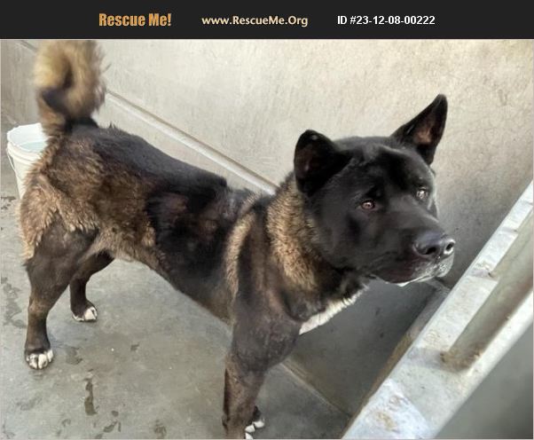 ADOPT 23120800222 ~ Akita Rescue ~ California