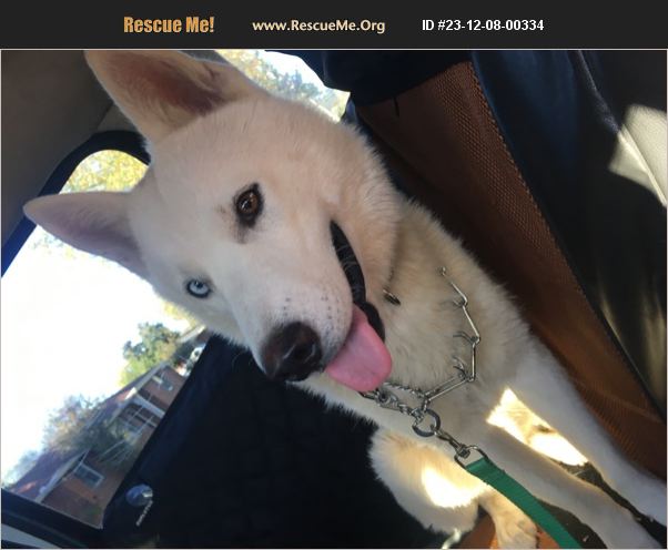 Adopt Siberian Husky Rescue Nashville Tn