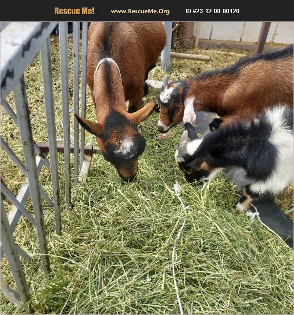 ADOPT 23120800420 Farm Animal Rescue Queen Creek, AZ