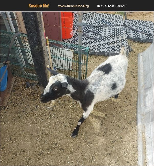 ADOPT 23120800421 Farm Animal Rescue Queen Creek, AZ