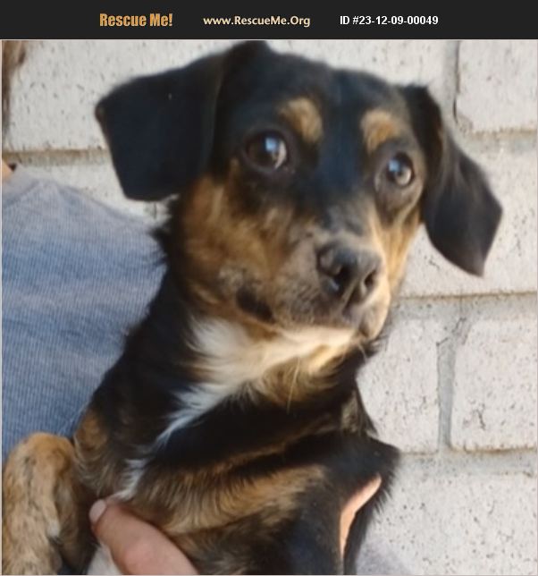 Adopt Chihuahua Rescue Casa Grande Az