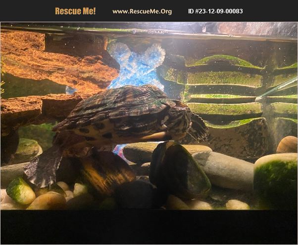 ADOPT 23120900083 ~ Reptile/Amphibian Rescue ~ Stonington, CT