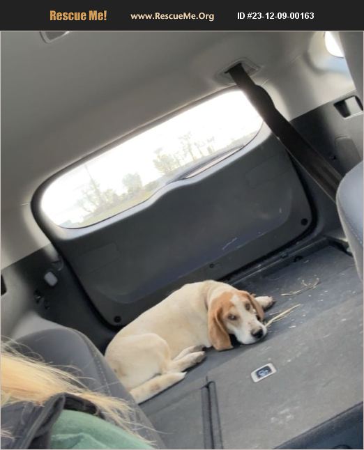 ADOPT 23120900163 Basset Hound Rescue Chillicothe, OH