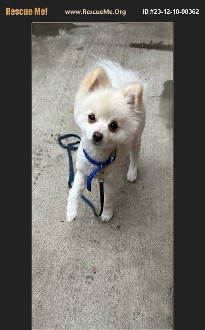 Adopt Pomeranian Rescue Fallbrook Ca