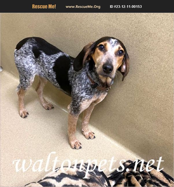 ADOPT 23121100153 Bluetick Coonhound Rescue Monroe GA