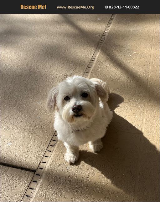 ADOPT 23121100322 Westie Rescue Lakeland, FL