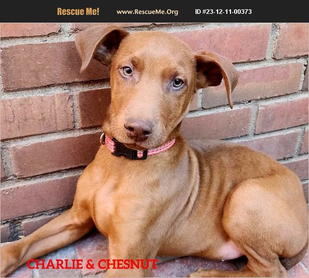 ADOPT 23121100373 Pharaoh Hound Rescue OKlahoma City, OK