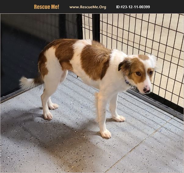 ADOPT 23121100399 Australian Shepherd Rescue Woodsfield, OH