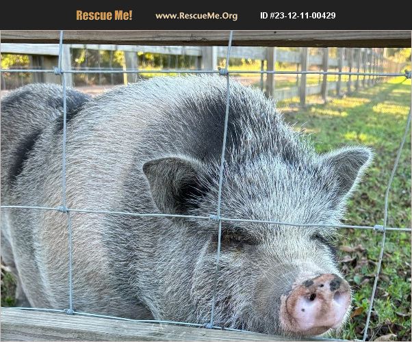 ADOPT 23121100429 Farm Animal Rescue Elberta, AL