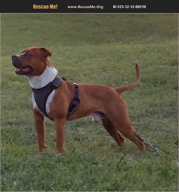 ADOPT 23121200210 Pit Bull Rescue Bentonville, AR