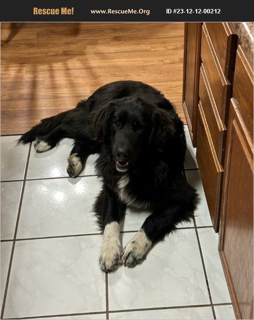 ADOPT 23121200212 Golden Retriever Rescue Waynesville, MO