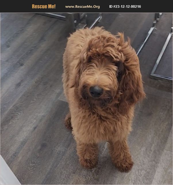 ADOPT 23121200216 Poodle Rescue Pasadena, TX