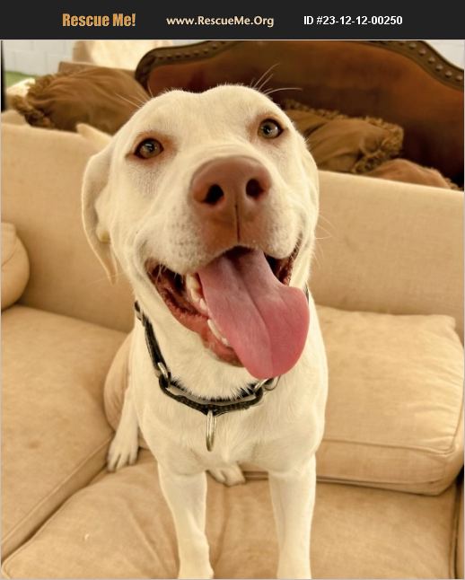 ADOPT 23121200250 Lab Rescue Queen Creek, AZ