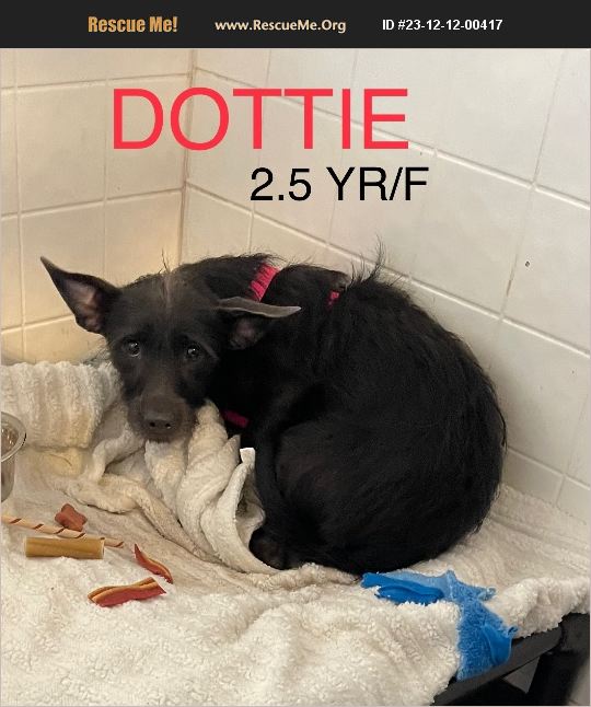 ADOPT 23121200417 Schnauzer Rescue Spring Hill, FL