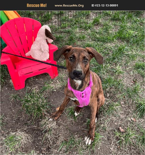 ADOPT 23121300091 Greyhound Rescue Carlsbad, CA