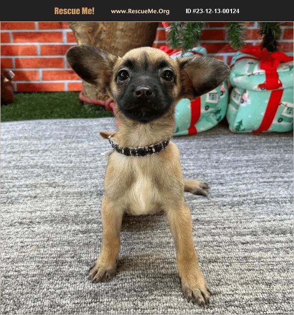 ADOPT 23121300124 Portuguese Water Dog Rescue Carlsbad, CA