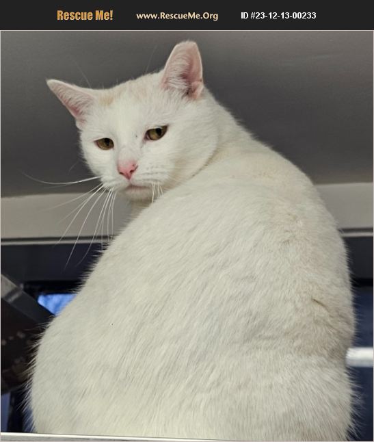 ADOPT 23121300233 Domestic Cat Rescue Taylorsville, KY