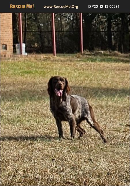 ADOPT 23121300381 Brittany Rescue Lillington NC NC