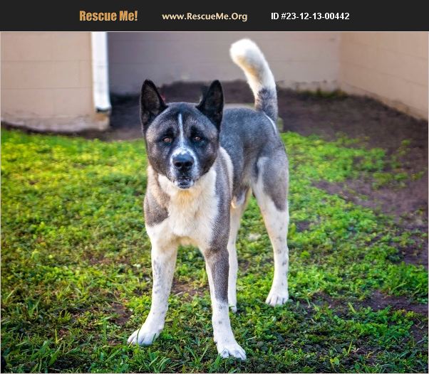 ADOPT 23121300442 ~ Akita Rescue ~ Kissimmee, FL