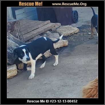 Texas Treeing Walker Coonhound Rescue ADOPTIONS Rescue Me