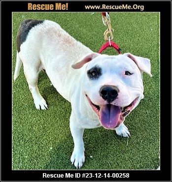 - Florida Bulldog Rescue - ADOPTIONS - Rescue Me!