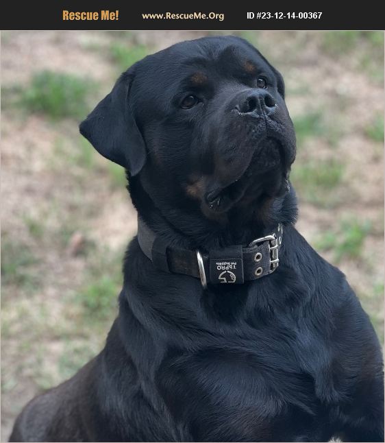 ADOPT 23121400367 Rottweiler Rescue Splendora, TX